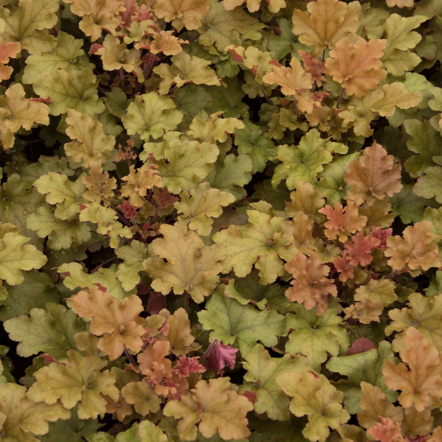 Heuchera Marmalade - Tűzeső