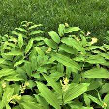 Smilacina Racemosa