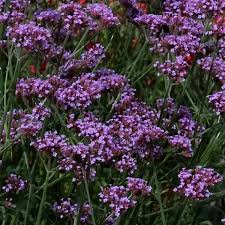 Verbena Bonariensis Bonnie Blue - Ernyős Verbéna