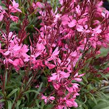 Gaura lindheimeri Compact Pink - Díszgyertya