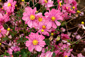 Anemone Hybrida Harlequin Cameo Pastel - Szellőrózsa