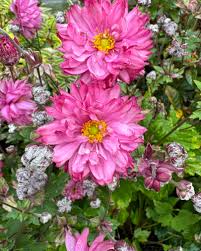 Anemone Hybrida Puff Pink - Szellőrózsa