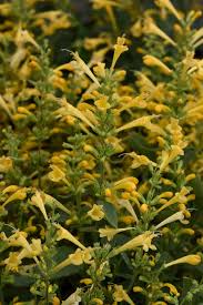 Agastache Mexikum Summerlong Lemon - Mexikói Izsópfű