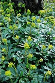 Euphorbia amygdaloides Robbiae - Török Kutyatej