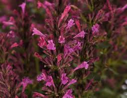 Agastache Mexicana Summerlong Lilac - Mexikói Izsópfű