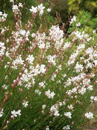 Gaura lindheimeri Whirling Butterflies - Díszgyertya