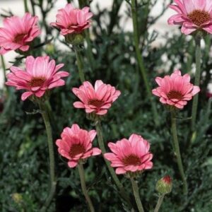 Rhodanthemum Zagora Pink - Marokkói Margitvirág