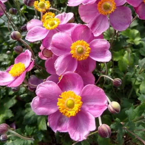 Anemone Hybrida Pink Cloud - Szellőrózsa