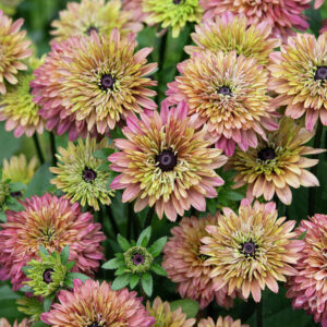 Rudbeckia hirta Rudy Double Rose - Borzas kúpvirág