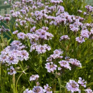 Verbena Rigida Polaris Sky Blue - Vasfű