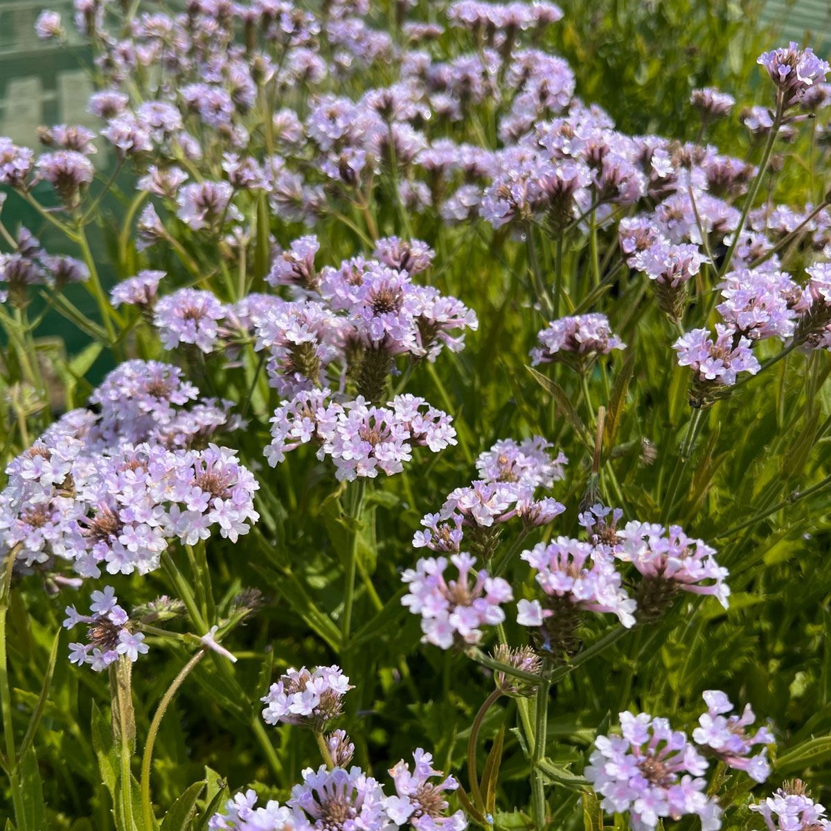 Verbena Rigida Polaris Sky Blue - Vasfű