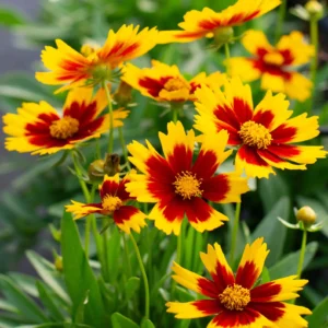 Coreopsis Grandiflora Gold& Bronz - Menyecskeszem