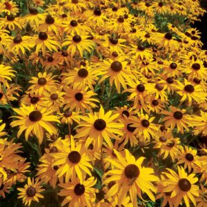 Rudbeckia fulgida Goldblitz - Pompás kúpvirág
