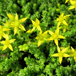 Sedum acre Aureum - Borsos varjúháj