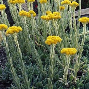 Helichrysum italicum - Olasz szalmagyopár
