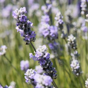 Lavandula angustifolia Lavici Blue and White