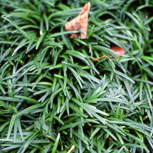 Ophiopogon japonicus Minor- Japán kígyószakáll