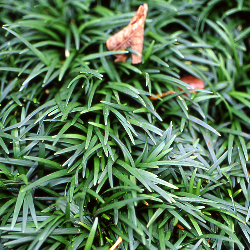 Ophiopogon japonicus Minor- Japán kígyószakáll