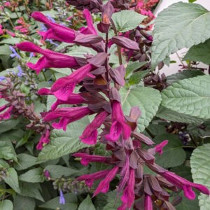 Salvia Guaranicita Plum Crazy - Ánizs illatú zsálya