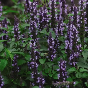 Agastache Astello Indigo - Izsópfű