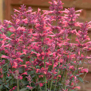 Agastache Mexicana Summerlong Coral - Mexikói Izsópfű