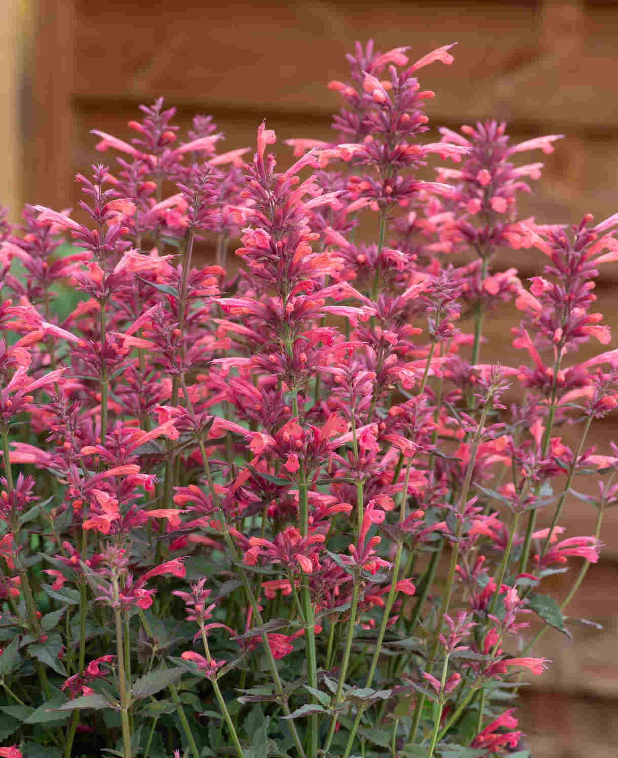 Agastache Mexicana Summerlong Coral - Mexikói Izsópfű