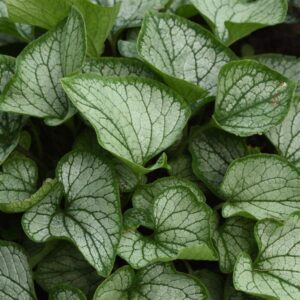 Brunnera macrophylla Frostline - Kaukázusi nefelejcs