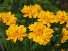 Coreopsis Grandiflora Double the Sun - Menyecskeszem