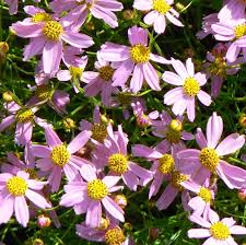 Coreopsis Rosea American Dream - Menyecskeszem