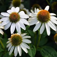 Echinacea Purpurea White Swan - Bíbor kasvirág