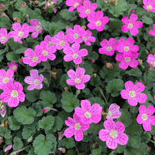 Erodium variabile Bishop's Form - Gémorr