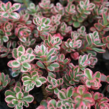 Sedum spurium Tricolor - Kaukázusi varjúháj