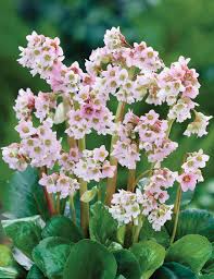 Bergenia cordifolia Baby Doll - Bőrlevél