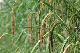 Carex Pendula - Lecsüngő sás
