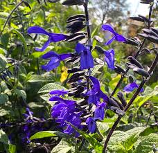 Salvia Guaranitica Blooms Black Bloom - Ánizs illatú zsálya