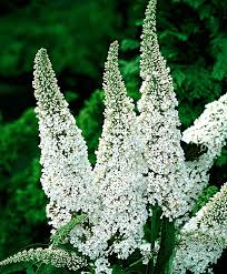 Buddleja Davidii Little Rockstar White - Törpe nyáriorgona