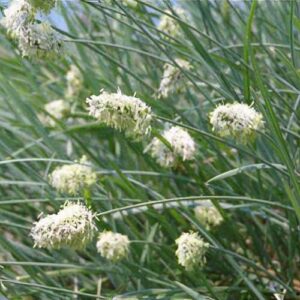 Sesleria Nitida - Olasz Nyúlfarkfű
