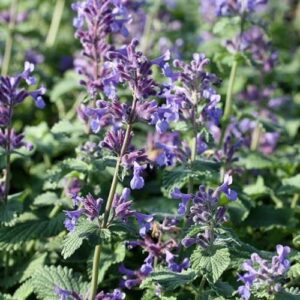 Nepeta racemosa Superba - Kaukázusi macskamenta