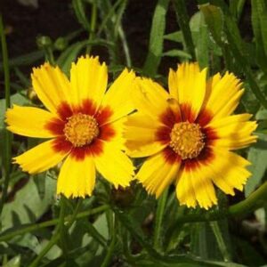 Coreopsis Grandiflora Yellow Red - Menyecskeszem