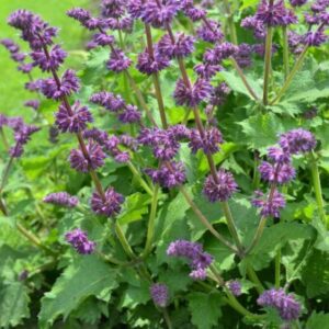 Salvia verticillata Purple Rain - Lózsálya