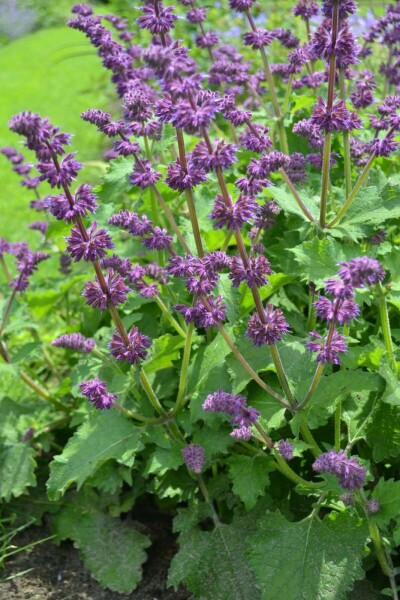 Salvia verticillata Purple Rain - Lózsálya