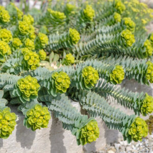 Euphorbia myrsinites  - Szürke kutyatej
