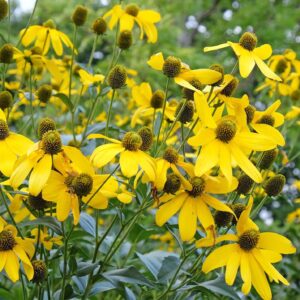 Rudbeckia Nitida Herbstsonne - Kúpvirág
