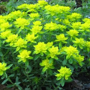 Euphorbia Epithymoides - Színeváltó kutyatej