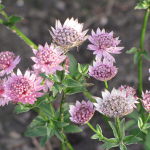 Astrantia Major Primadonna - Völgycsillag