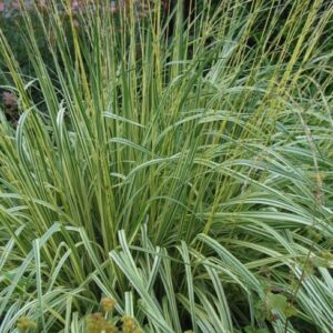 Molinia caerulea Variegata - Tarka levelű kékperlye