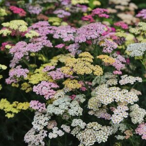 Achillea millefolium Summer Pastel - Cickafark