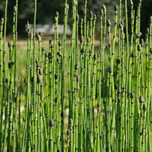 Equisetum Japonicum - Japán zsurló