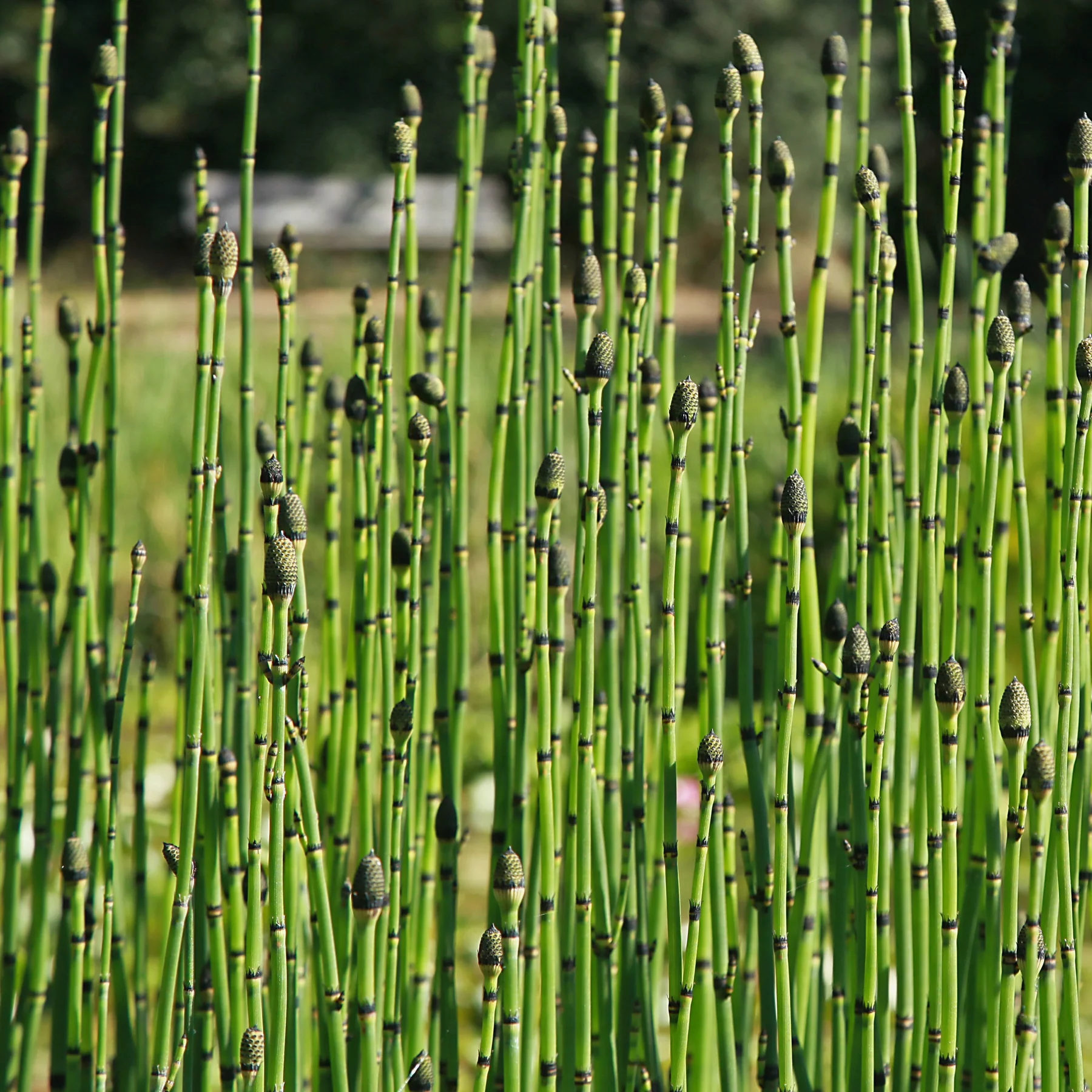Equisetum Japonicum - Japán zsurló