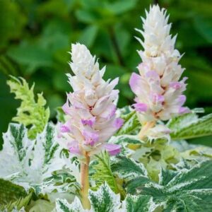 Acanthus Mollis Whitewater - Tarka levelű Medveköröm